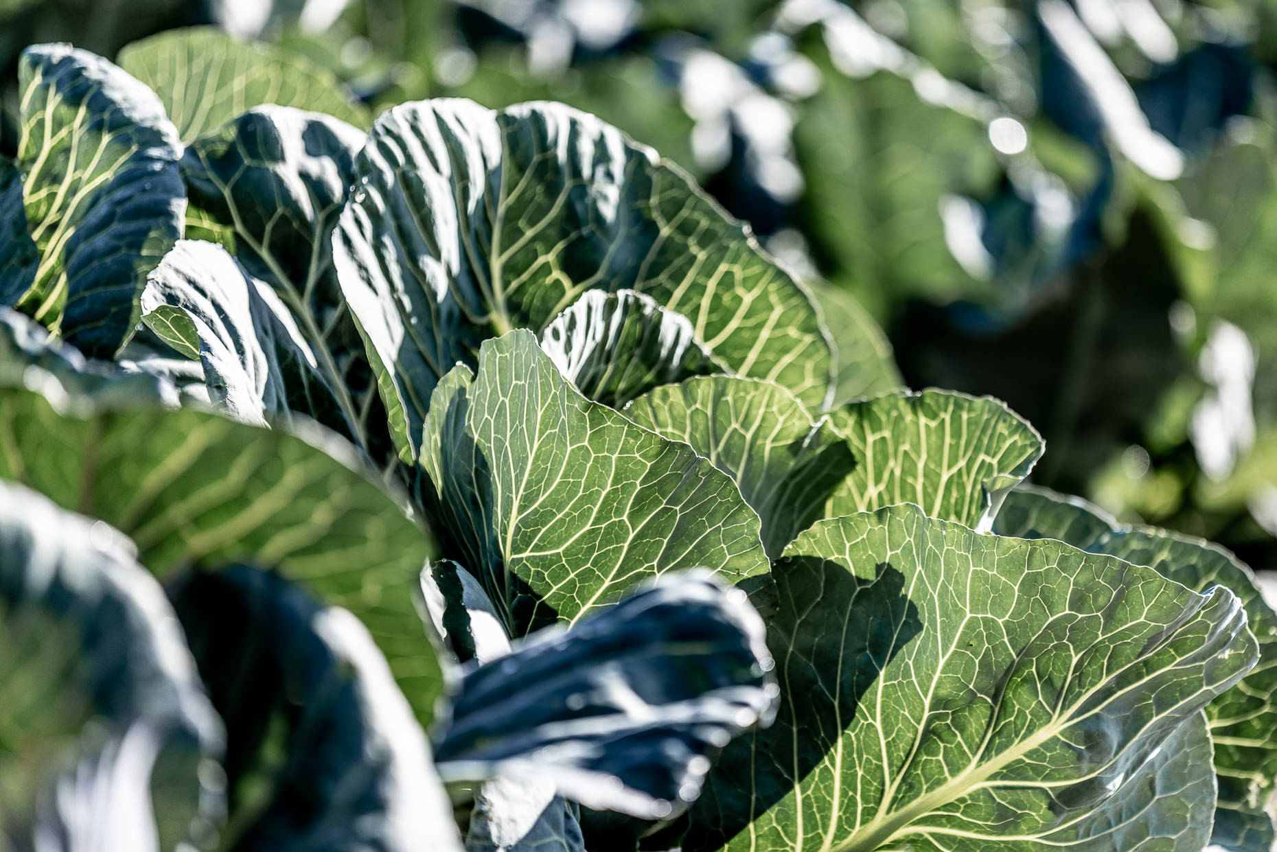 Cabbage Plant Plenty Wild Farm Pemberton BC