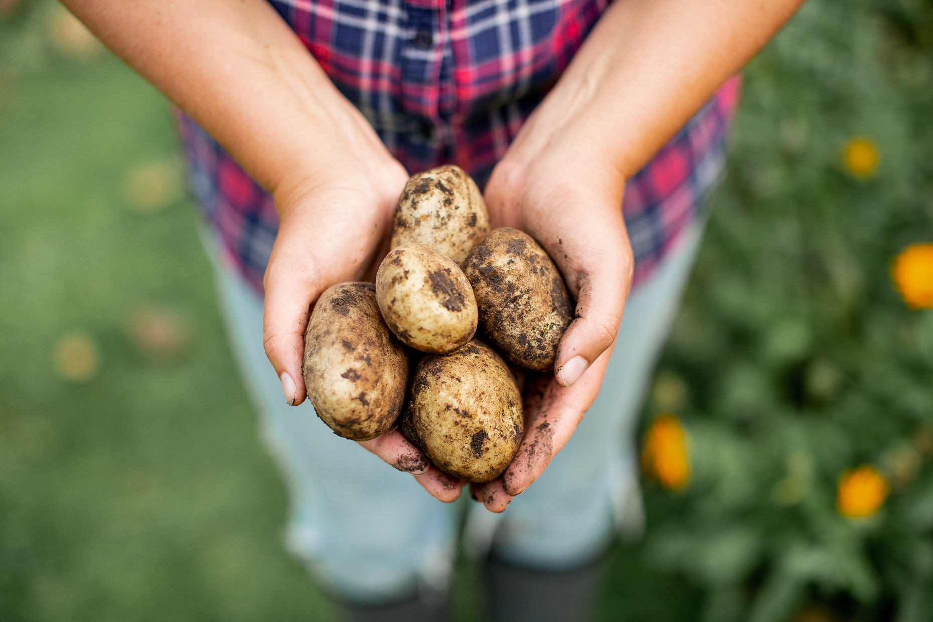 Squamish Lifestyle Photographer Potato Farmer